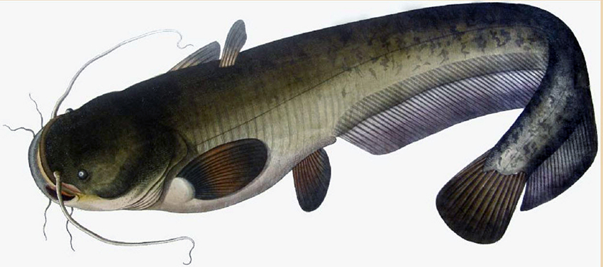 Silurus glanis_04.jpg